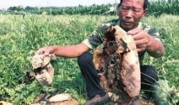 缙云吃瓜最新事件爆料新闻,最新爆料揭露惊人内幕